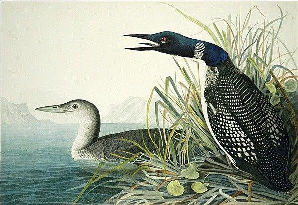 John James Audubon Famous Paintings page 6
